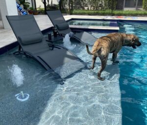 purple-leaf adjustable outdoor sun lounger on poolside patio